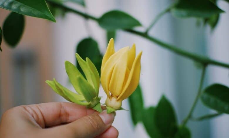 Ylang Ylang Yağı Saça Nasıl Kullanılır?